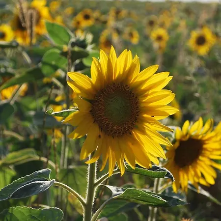Kulturfreizeiten Apartment *