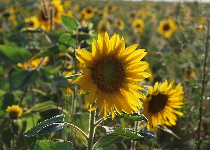 Kulturfreizeiten Apartment *