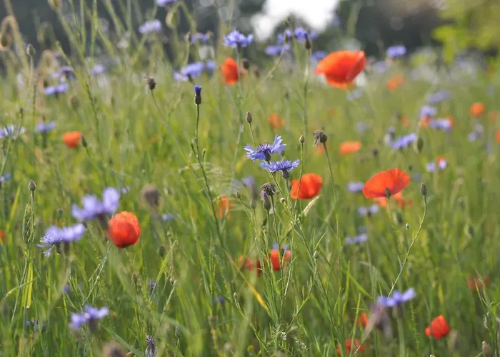 Apartment Kulturfreizeiten Neuruppin